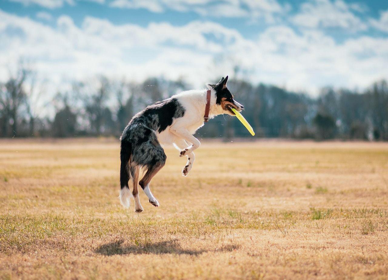 Border Collie jumping for a yellow disc