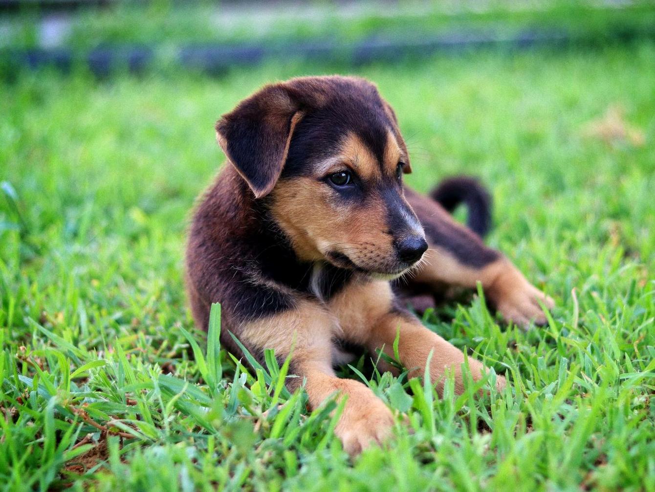 Brown and black puppy lying in bright grass