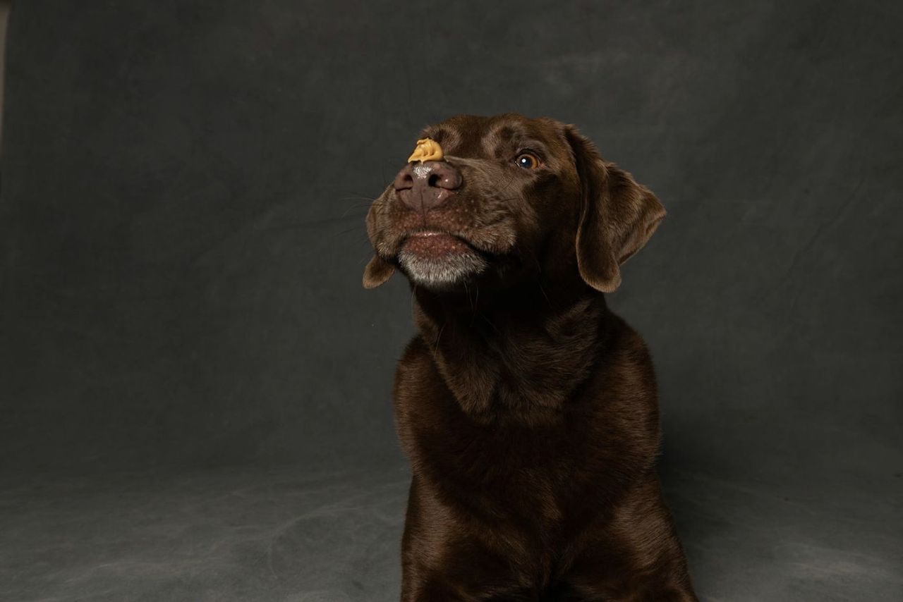 Chocolate Labrador balancing a treat on its nose