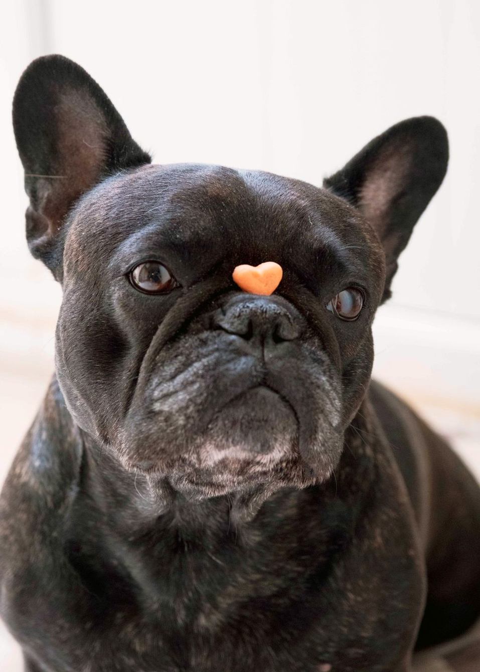 French Bulldog with a treat on its nose