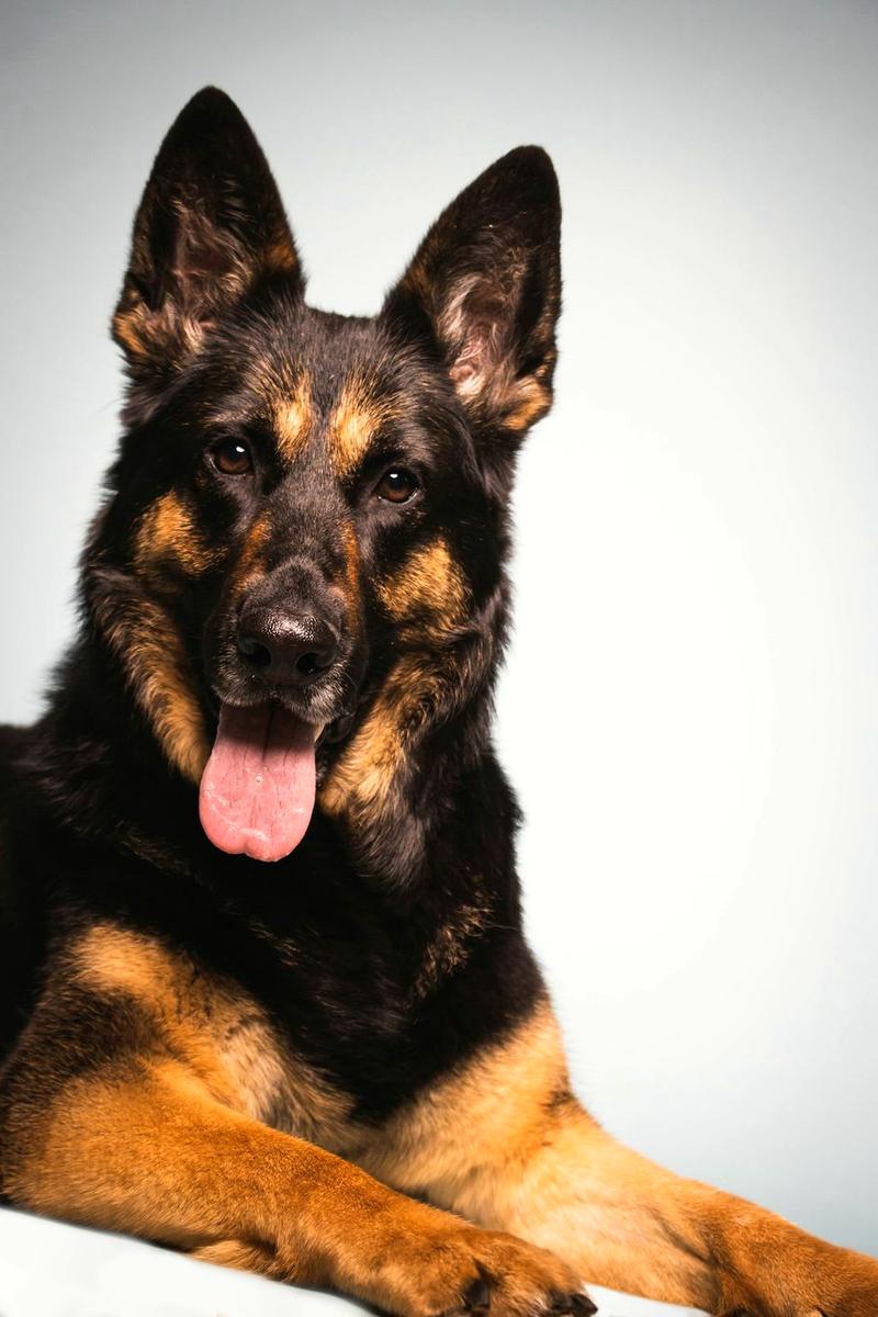 German Shepherd lying down on a white backdrop