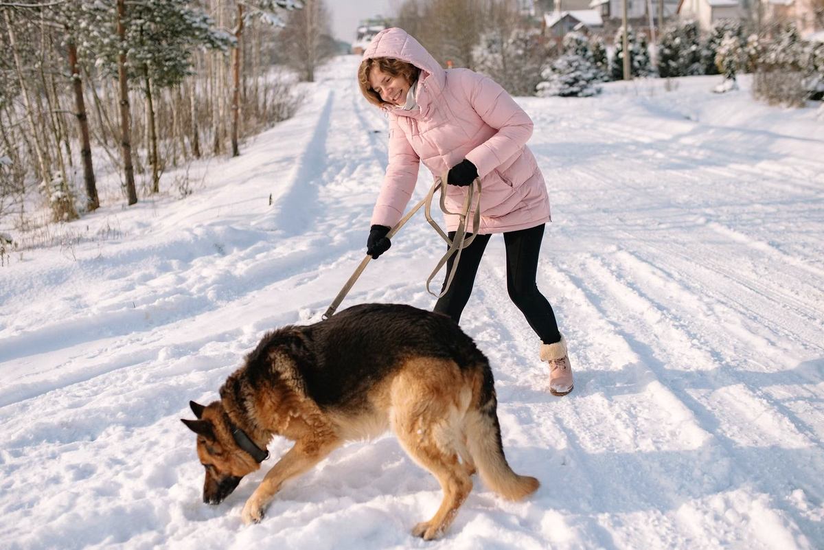 Woman in a pink jacket playing with a German Shepherd on a leash on a snowy road