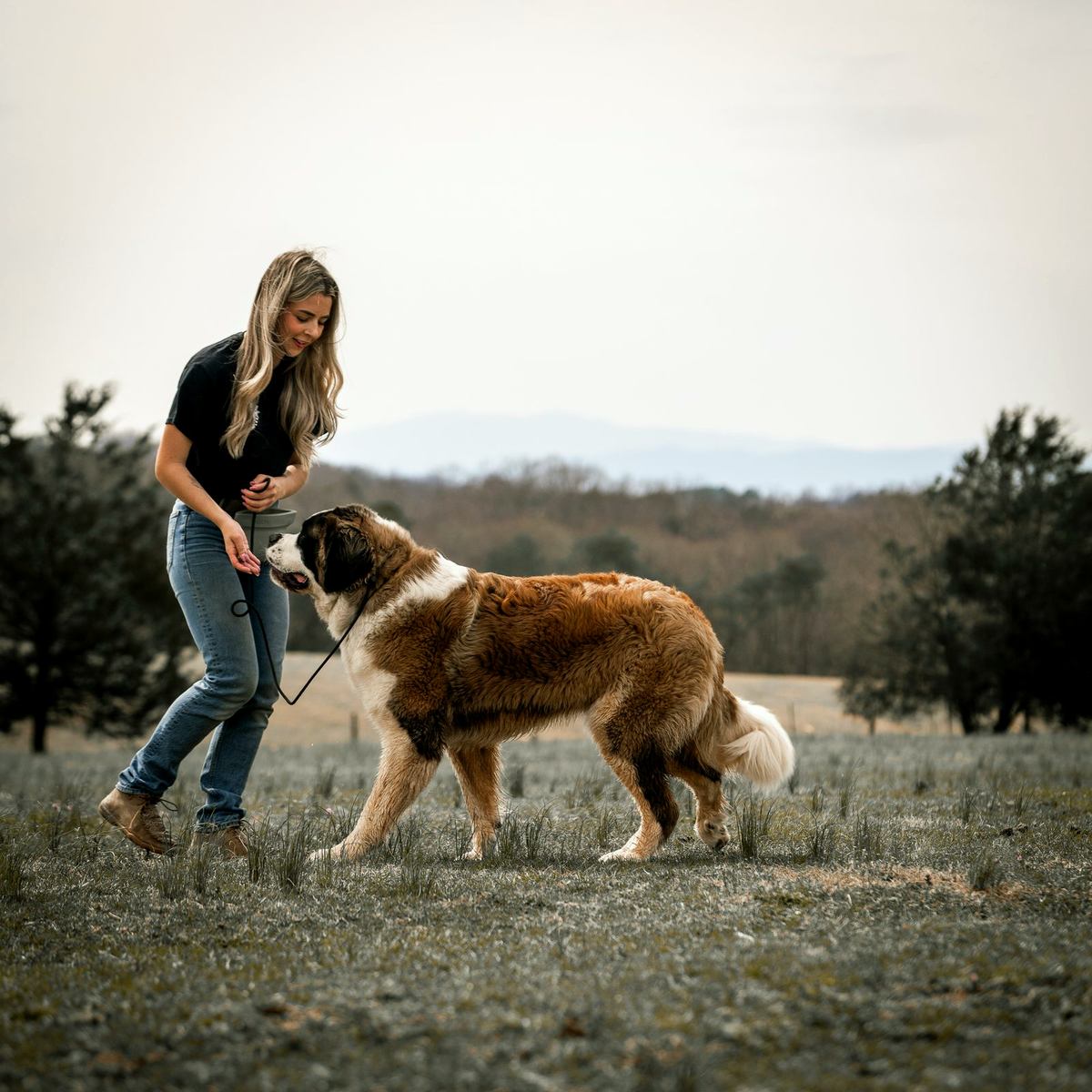 A big Saint Bernard walks toward a trainer on leash in an open field